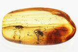 Detailed Fossil Spider and Fungus Gnat in Baltic Amber #330673-1